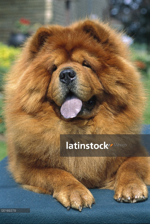 Chow Chow (Canis familiaris) Close-up of jadeando adulto rojo