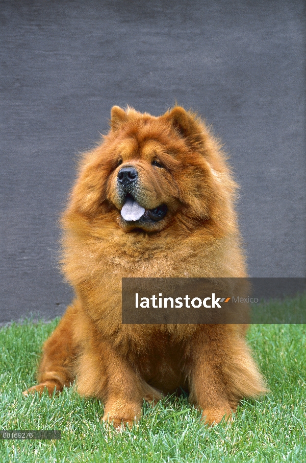 Retrato de Chow Chow (Canis familiaris)