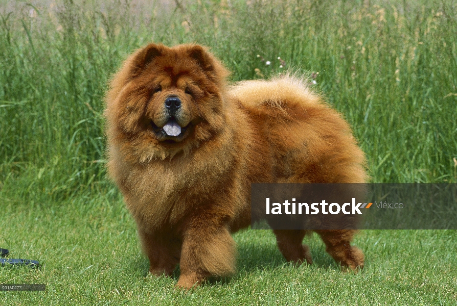 Chow Chow (Canis familiaris) rojo adulto en césped