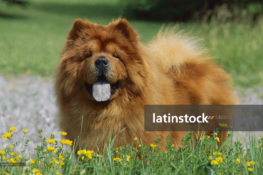 Chow Chow (Canis familiaris) retrato adulto rojo jadeando