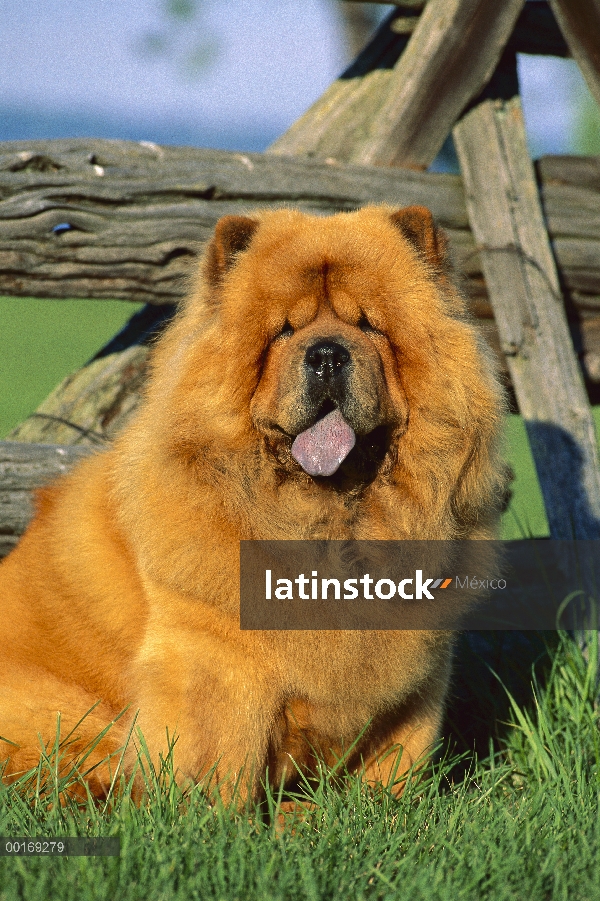 Retrato de Chow Chow (Canis familiaris) al lado de la cerca