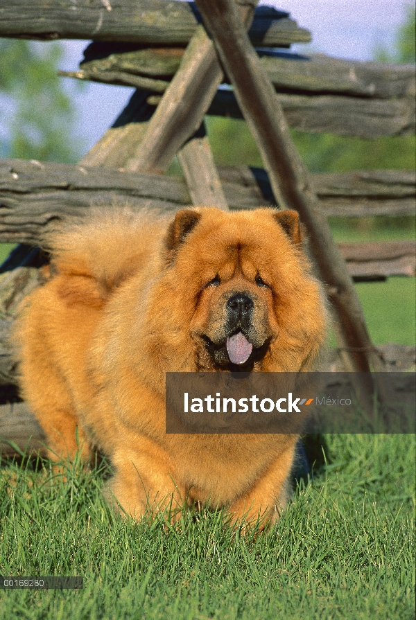 Retrato de Chow Chow (Canis familiaris) al lado de la cerca