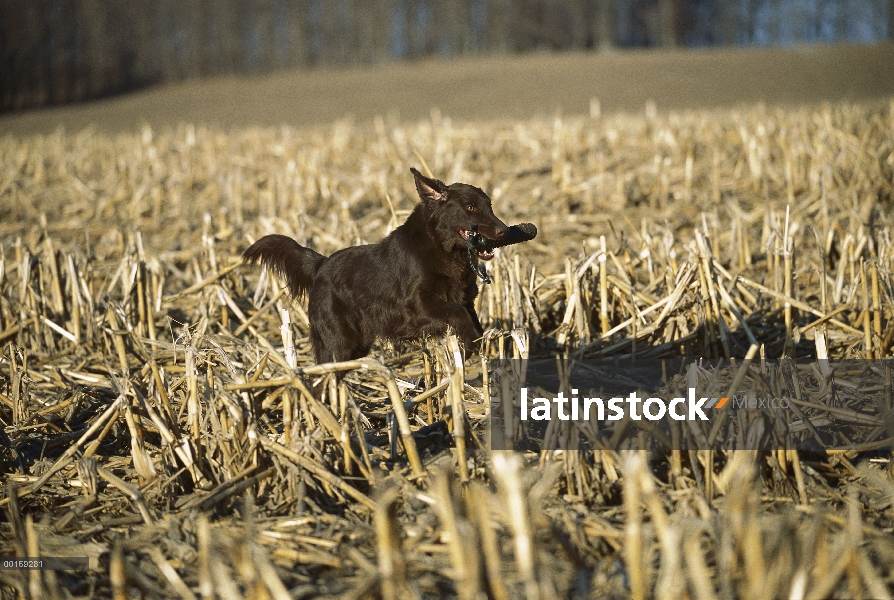 Plana – Retriever de cubierta lisa (Canis familiaris) recuperación de tope en campo del maíz cosecha