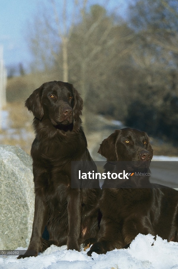 Par de Labrador Retriever de cubierta lisa (Canis familiaris) en la nieve