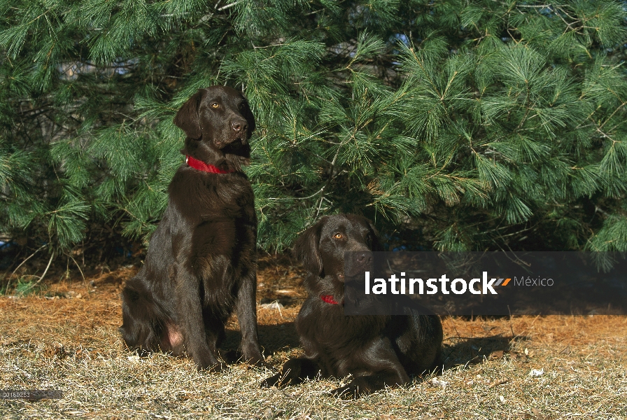 Labrador Retriever de cubierta lisa (Canis familiaris) par