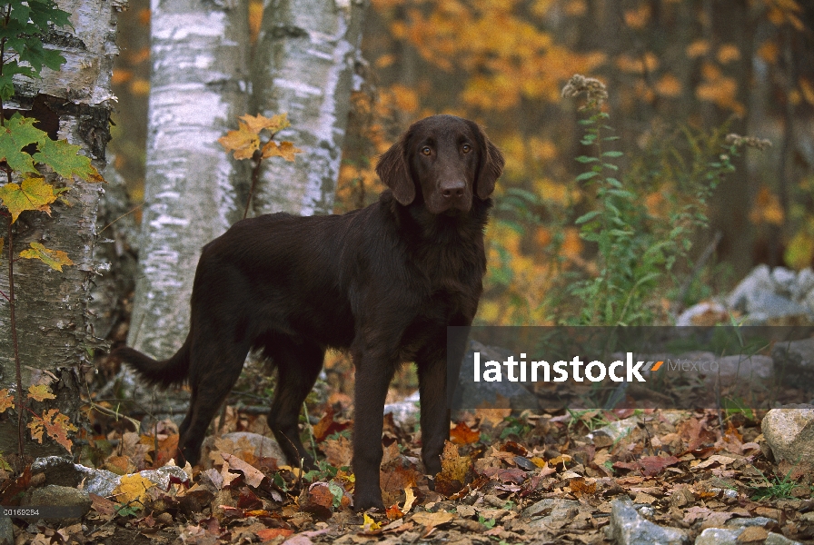 Retrato de Labrador Retriever de cubierta lisa (Canis familiaris) en otoño