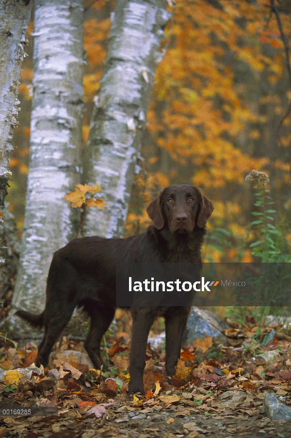 Caída de retrato de Labrador Retriever de cubierta lisa (Canis familiaris)