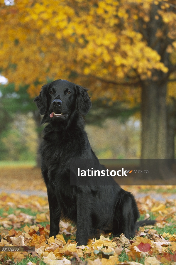 Plana – Retriever de cubierta lisa (Canis familiaris) en caída de hojas