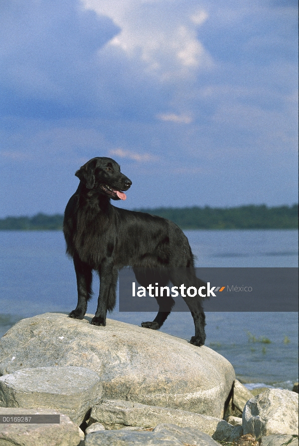 Plana – Retriever de cubierta lisa (Canis familiaris) negro retrato femenino en la roca en la playa