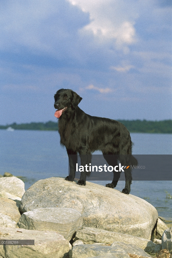 Retrato femenino, plana – Retriever de cubierta lisa (Canis familiaris) negro en roca en la playa