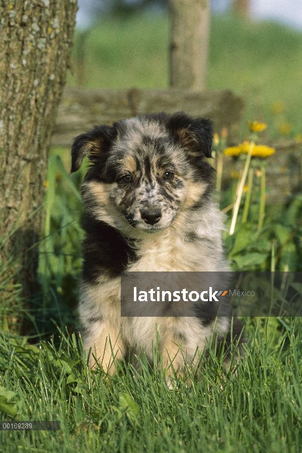 Cachorro de Pastor Australiano (Canis familiaris) sentado en la hierba