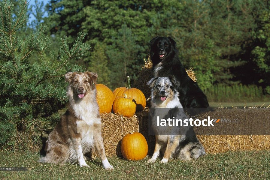 Trío de Pastor Australiano (Canis familiaris) sentado con heno y calabazas, otoño