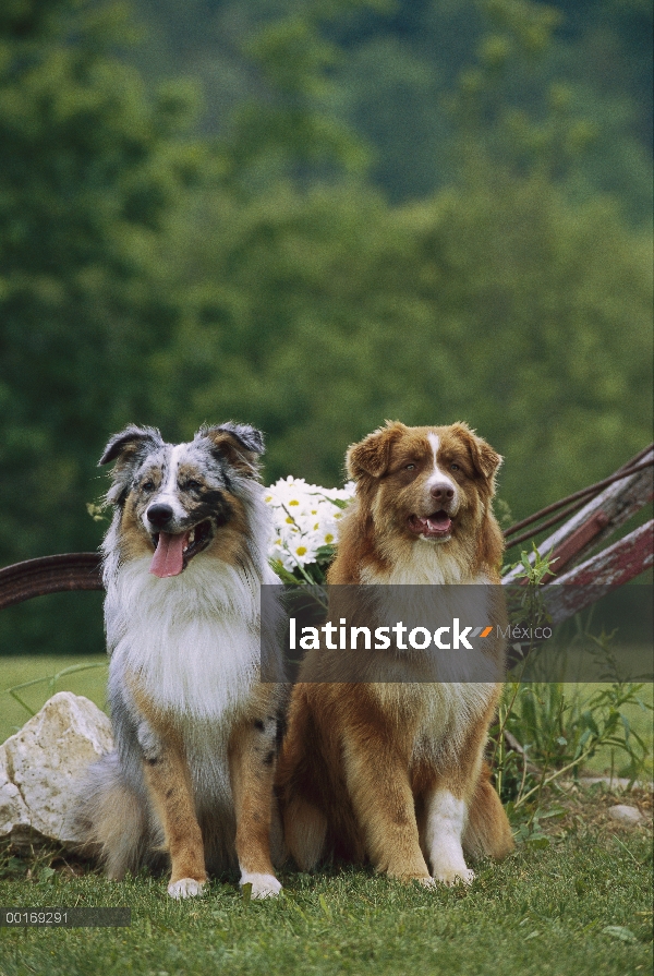 Par de Pastor Australiano (Canis familiaris) sentado en la hierba