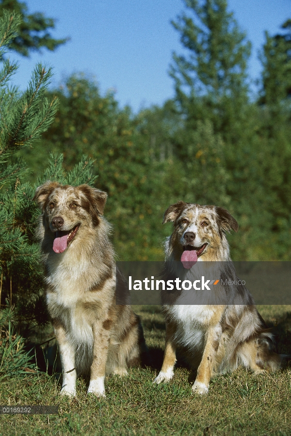 Pastor Australiano (Canis familiaris) jadeante pareja sentados juntos