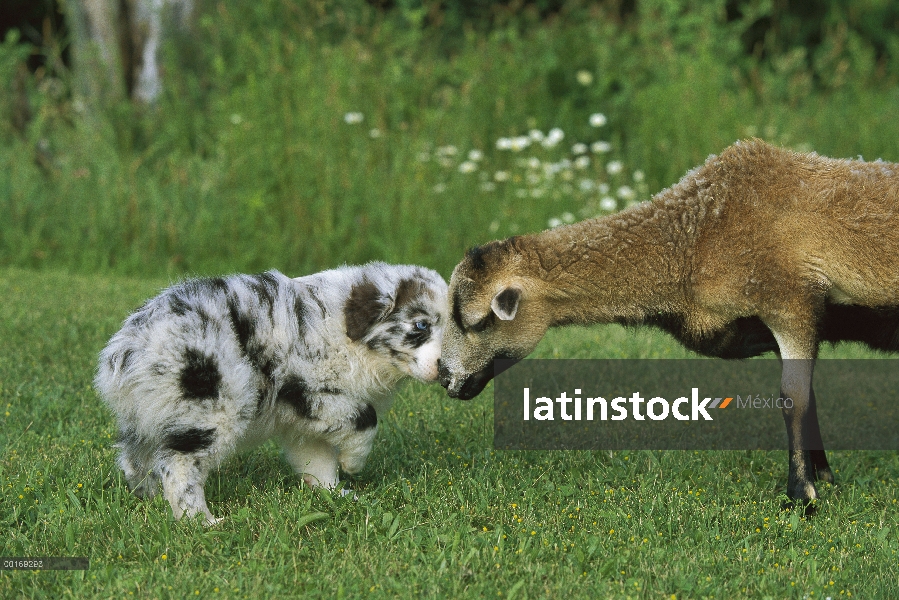 Ovejas de reunión de cachorro de Pastor Australiano (Canis familiaris)