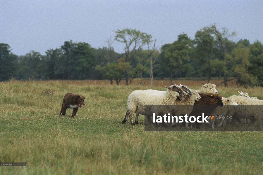 Pastor Australiano (Canis familiaris) arreo de ovejas