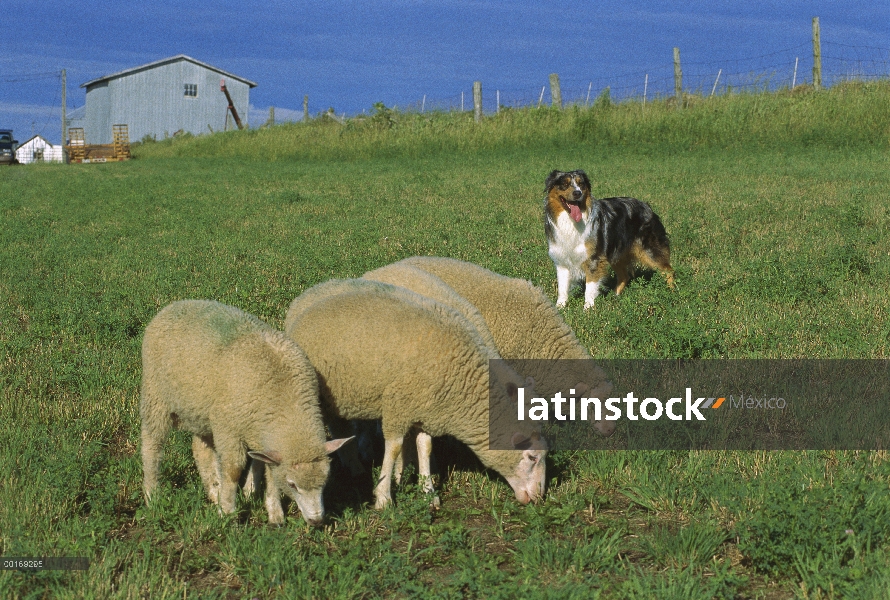 Pastor Australiano (Canis familiaris) guardando ovejas