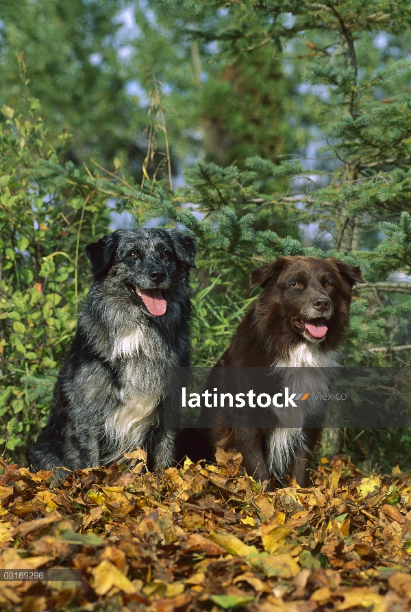 Caen par de Pastor Australiano (Canis familiaris) en hojas caídas,