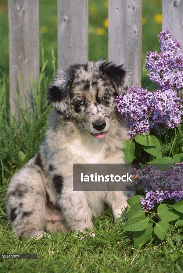 Retrato de Pastor Australiano (Canis familiaris) de cachorro al lado de lilacs