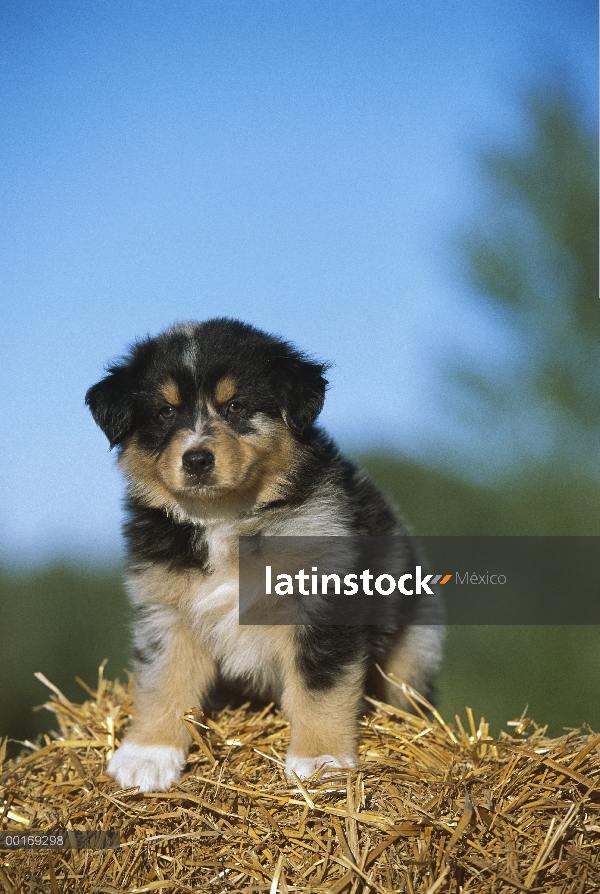 Retrato de Pastor Australiano (Canis familiaris) de cachorro en pacas de heno