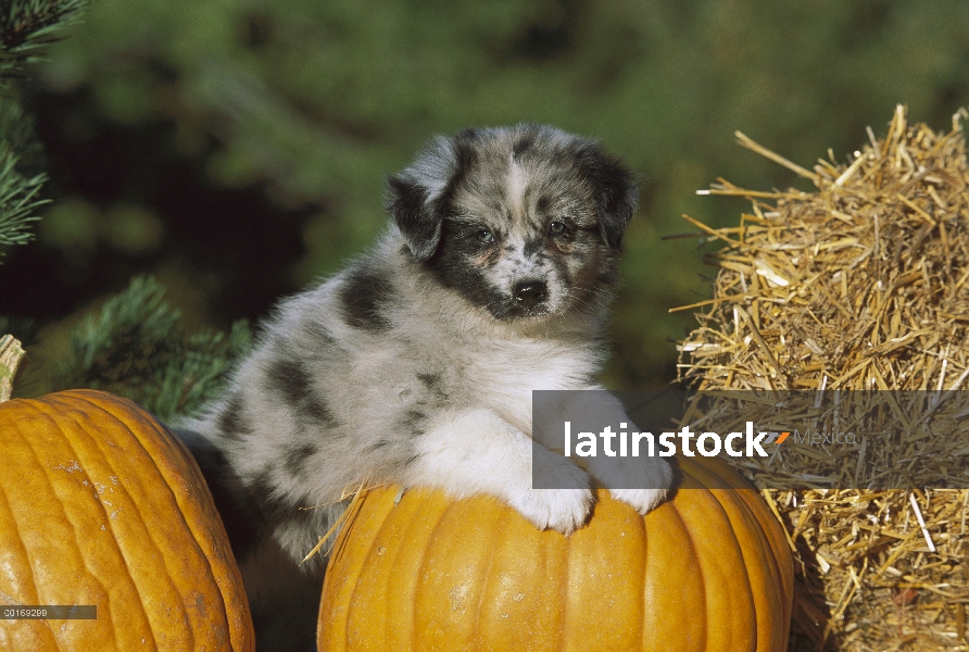 Retrato de Pastor Australiano (Canis familiaris) de cachorro en calabaza