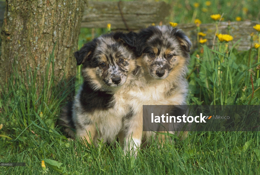 Dos cachorros de Pastor Australiano (Canis familiaris) sentado en la hierba