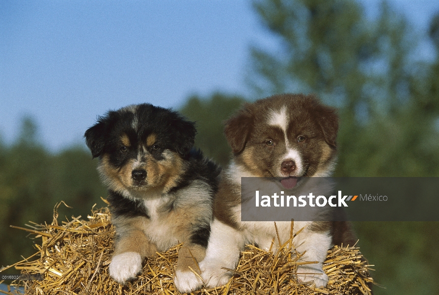 Cachorros Pastor Australiano (Canis familiaris) en pacas de heno