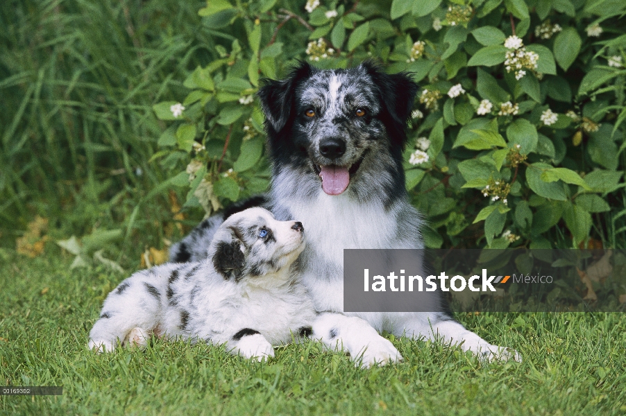 Madre de Pastor Australiano (Canis familiaris) y el perrito en pasto