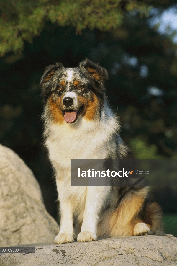 Retrato de Pastor Australiano (Canis familiaris) en roca