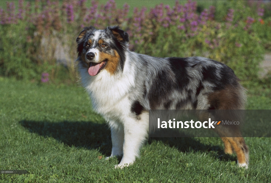 Pastor Australiano (Canis familiaris) retrato que está parado en césped