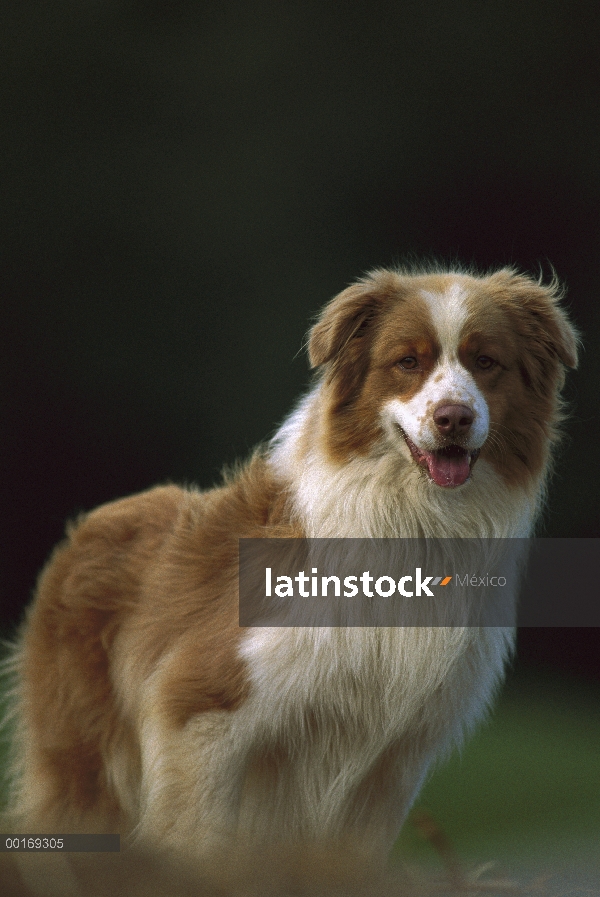 Retrato de Pastor Australiano (Canis familiaris)