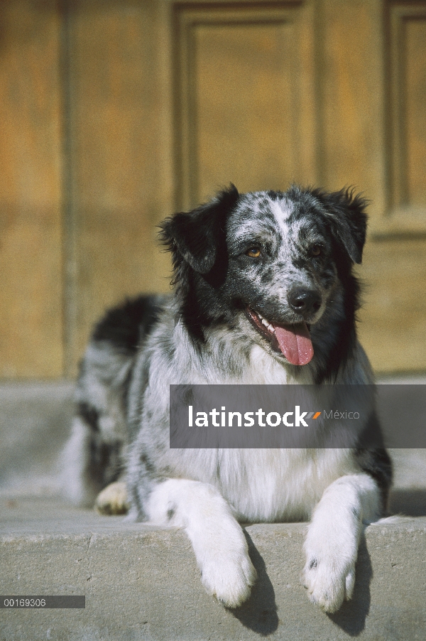 Pastor Australiano (Canis familiaris) en paso con la boca abierta