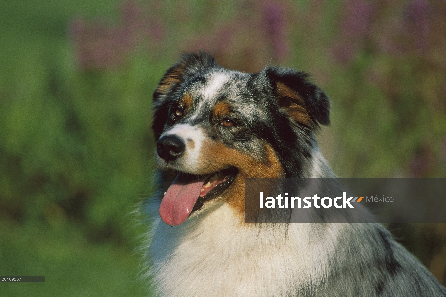 Retrato de Pastor Australiano (Canis familiaris) de adulto jadeante