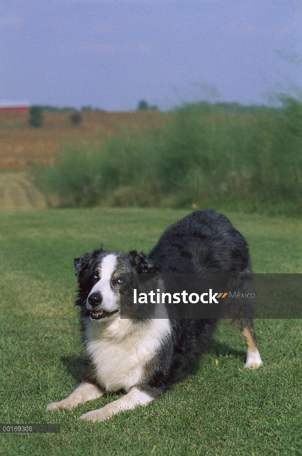 Pastor Australiano (Canis familiaris) con ojos azules, inclinándose