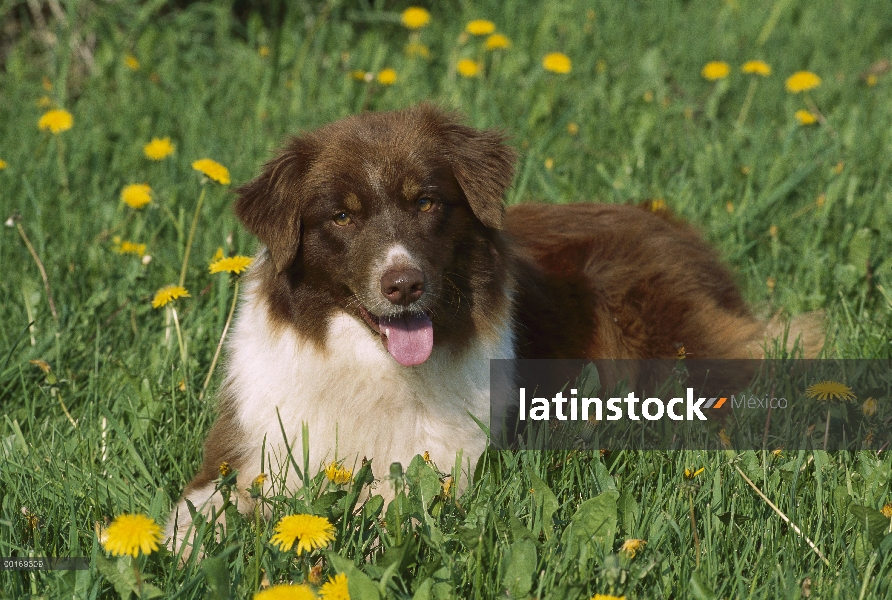 Pastor Australiano (Canis familiaris) tendido en la hierba con los dientes de León