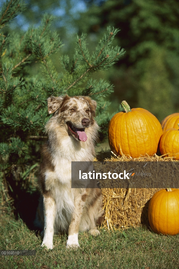 Pastor Australiano (Canis familiaris) sentado en la hierba frente a balas de heno y calabazas