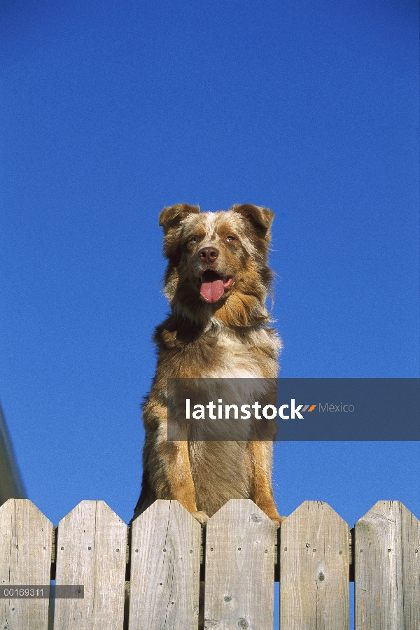 Pastor Australiano (Canis familiaris) mirando por encima de la cerca