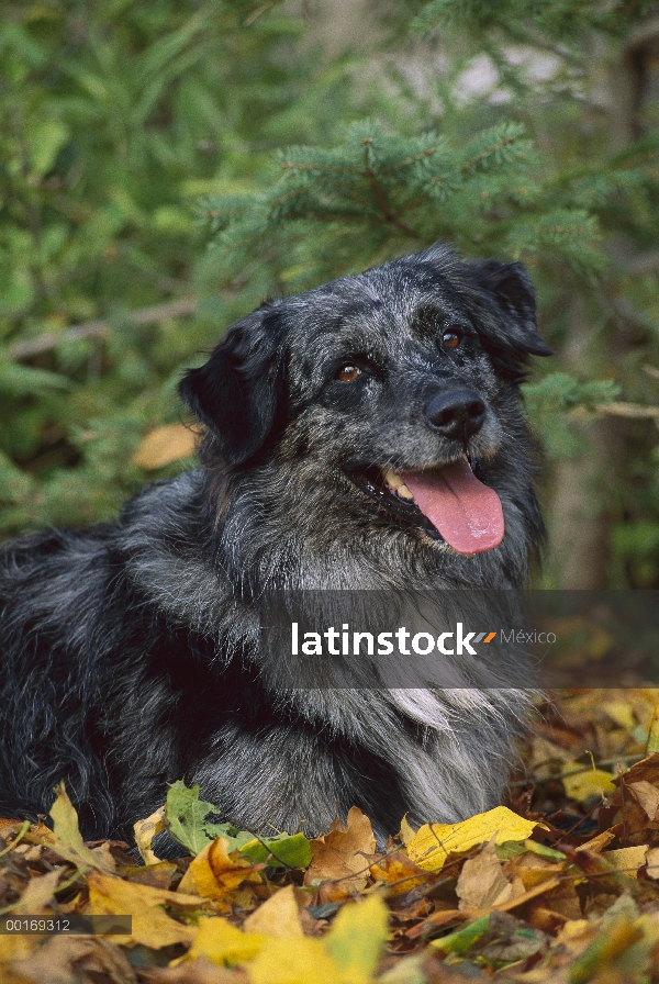 Retrato de Pastor Australiano (Canis familiaris) en hojas con la boca abierta