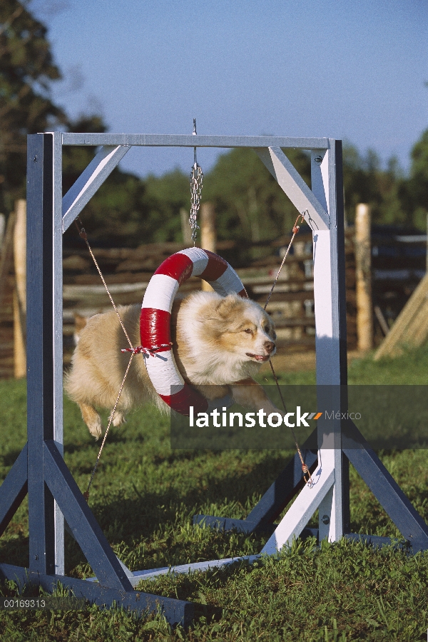 Pastor Australiano (Canis familiaris) saltando a través de neumático