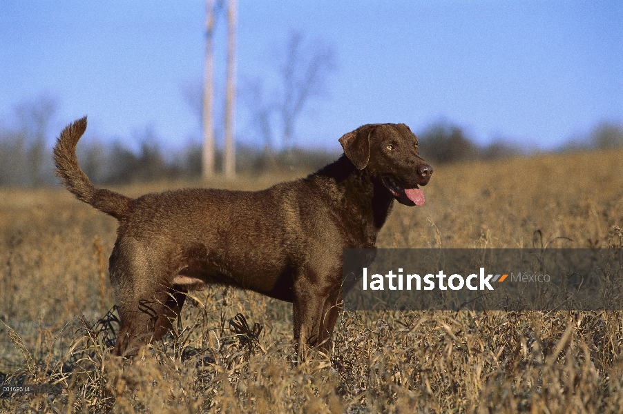 Pie femenino Chesapeake Bay Retriever (Canis familiaris) en hierba seca