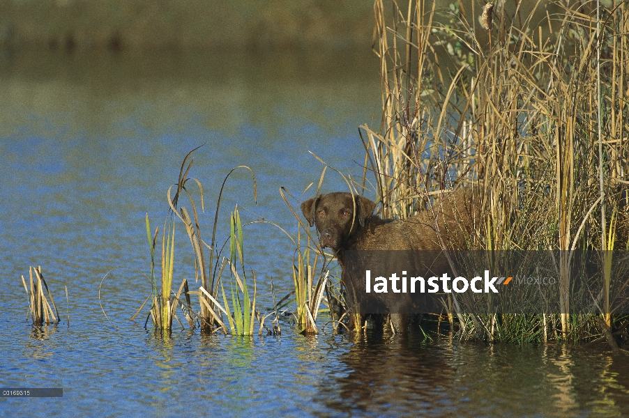 Chesapeake Bay Retriever (Canis familiaris) entrar en el agua de la orilla