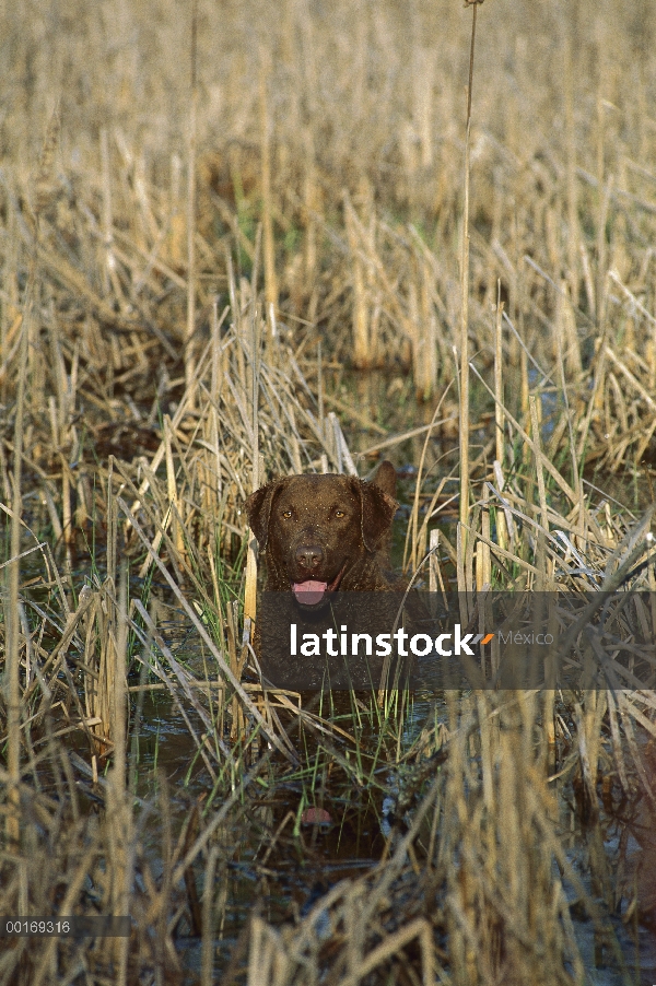 Chesapeake Bay Retriever (Canis familiaris) en pantanos poco profundos