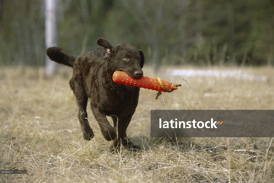 Chesapeake Bay Retriever (Canis familiaris) cachorro recuperar parachoques durante el entrenamiento