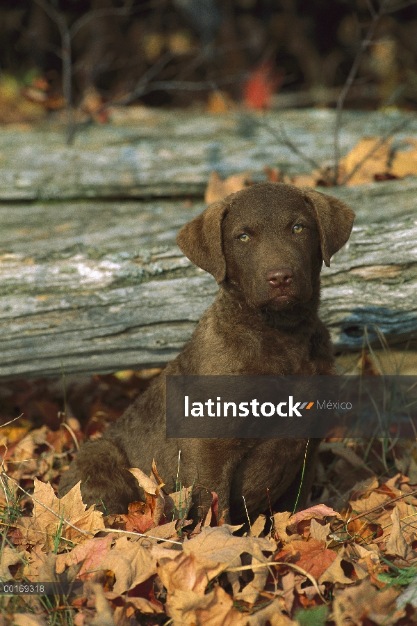 Chesapeake Bay Retriever (Canis familiaris) cachorro sentado en las hojas, caída