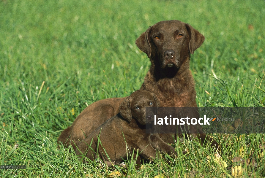 Chesapeake Bay Retriever (Canis familiaris) madre y el perrito en pasto