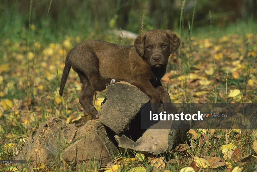 Chesapeake Bay Retriever (Canis familiaris) cachorro jugando en la madera picada, caída