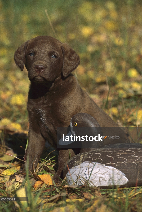 Chesapeake Bay Retriever (Canis familiaris) cachorro con trampa del pato, caída