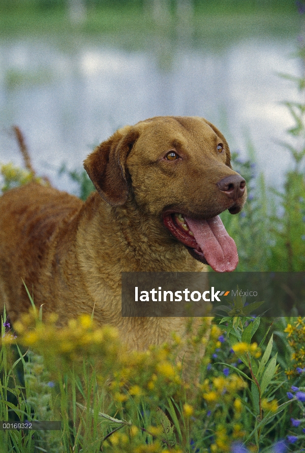 Chesapeake Bay Retriever (Canis familiaris) jadeando adulto reclinable en flores