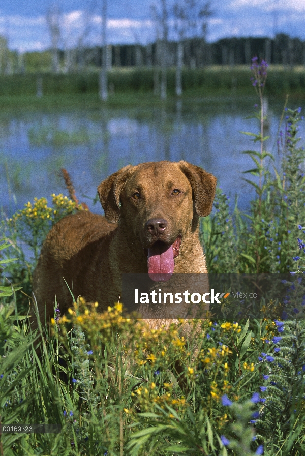 Chesapeake Bay Retriever (Canis familiaris) adulto jadeante en medio de flores silvestres