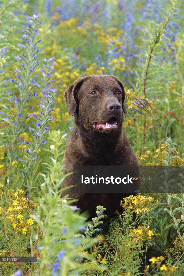 Retrato de Chesapeake Bay Retriever (Canis familiaris) entre las flores altas